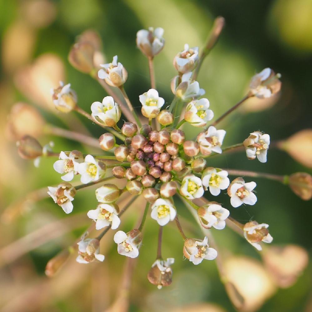 ナズナの投稿画像 By Tenさん お出かけ先と真上から と身近にあるボタニカルスポットとペンペン草とアートなten写とフラワーアートとアブラナ科とアートな写真と真上が綺麗な植物と真上から と身近にあるボタニカルスポットとペンペン草とアートなten写とフラワー