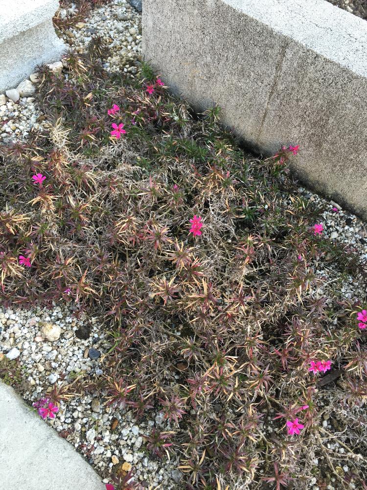 芝桜の投稿画像 By Neroly Flowerさん 冬に負けない と咲いた とピンク 16月3月5日 Greensnap グリーンスナップ