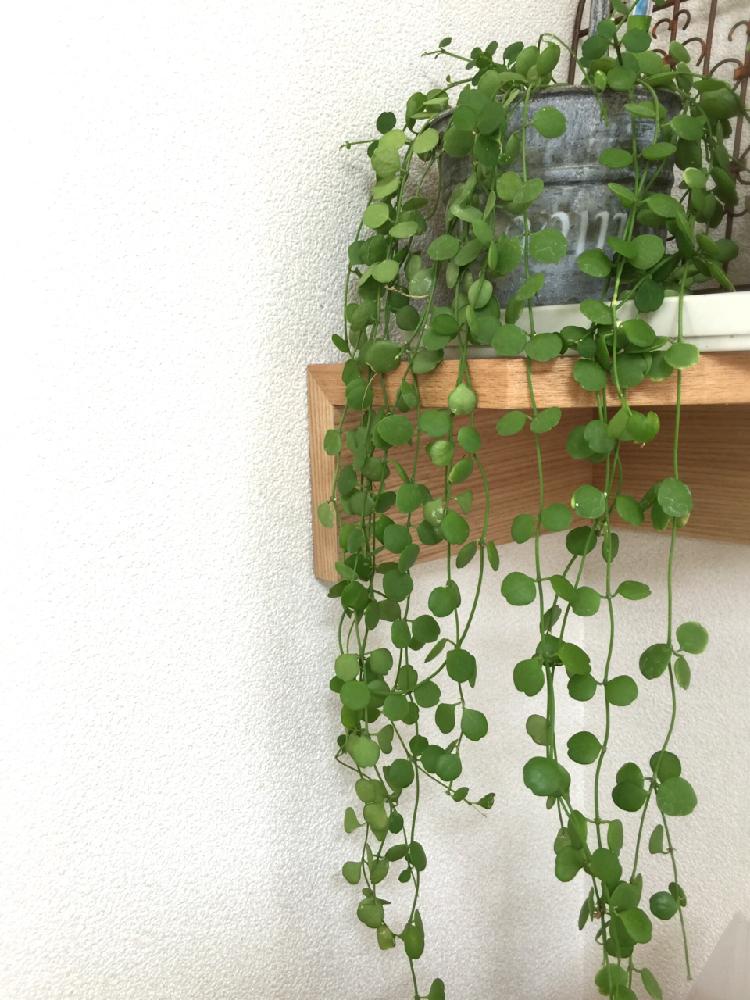 ディスキディア(カンガルーポケット)の育て方｜植え付け方法は？土は何を使う？｜🍀GreenSnap（グリーンスナップ）