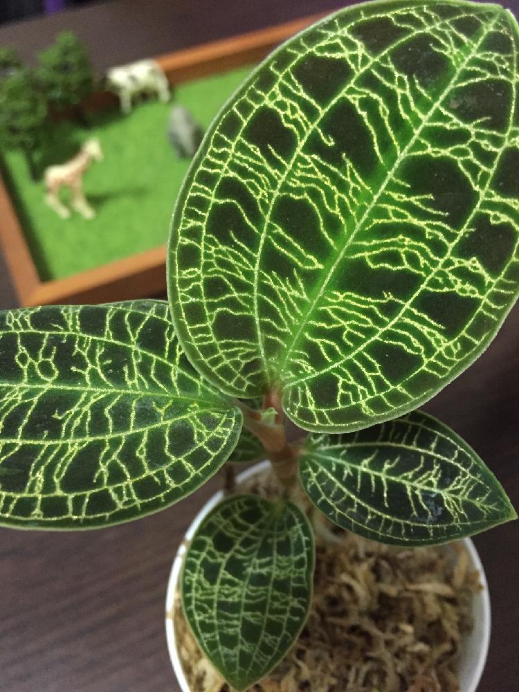 ジュエル オーキッドの投稿画像 By はるさん ジュエルオーキッド マコデスペトラと部屋と初心者ですと観葉植物とテラリウムと相談と珍奇植物と初心者ですと観葉植物とテラリウムと相談と珍奇植物 16月3月6日 Greensnap グリーンスナップ Greensnap