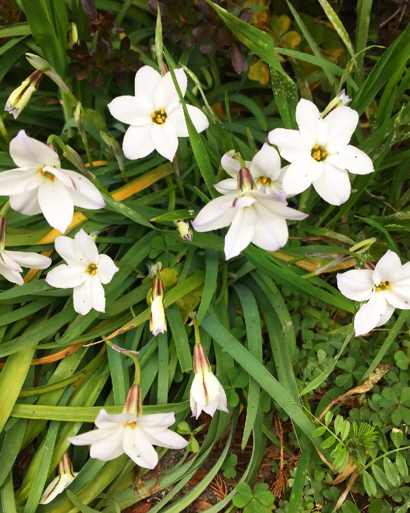 美しい花の画像 トップ100白い 草花