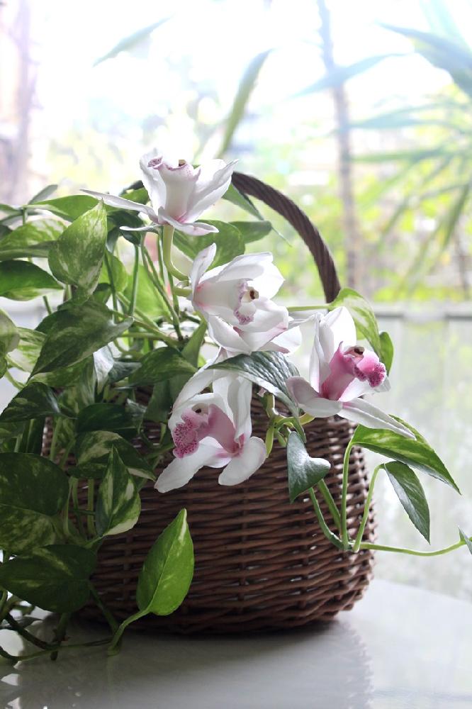 シンビジウムの投稿画像 By 花さん ポトスと植物と暮らすとフラワーアレンジコンテストと今日の一枚とナチュラルスタイルとフラワーアレンジメントとグリーンのある暮らしコンテストとインテリアグリーン 16月3月10日 Greensnap グリーンスナップ