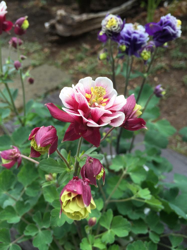 西洋オダマキウィンキーダブルの投稿画像 By Harvest Emiさん 園芸店とガーデニングとオダマキの花と植栽 16月3月11日 Greensnap グリーンスナップ 西洋オダマキウィンキーダブルの投稿画像 By Harvest Emiさん 園芸店とガーデニングとオダマキの花と植栽 16月3月11日 Greensnap グリーンスナップ