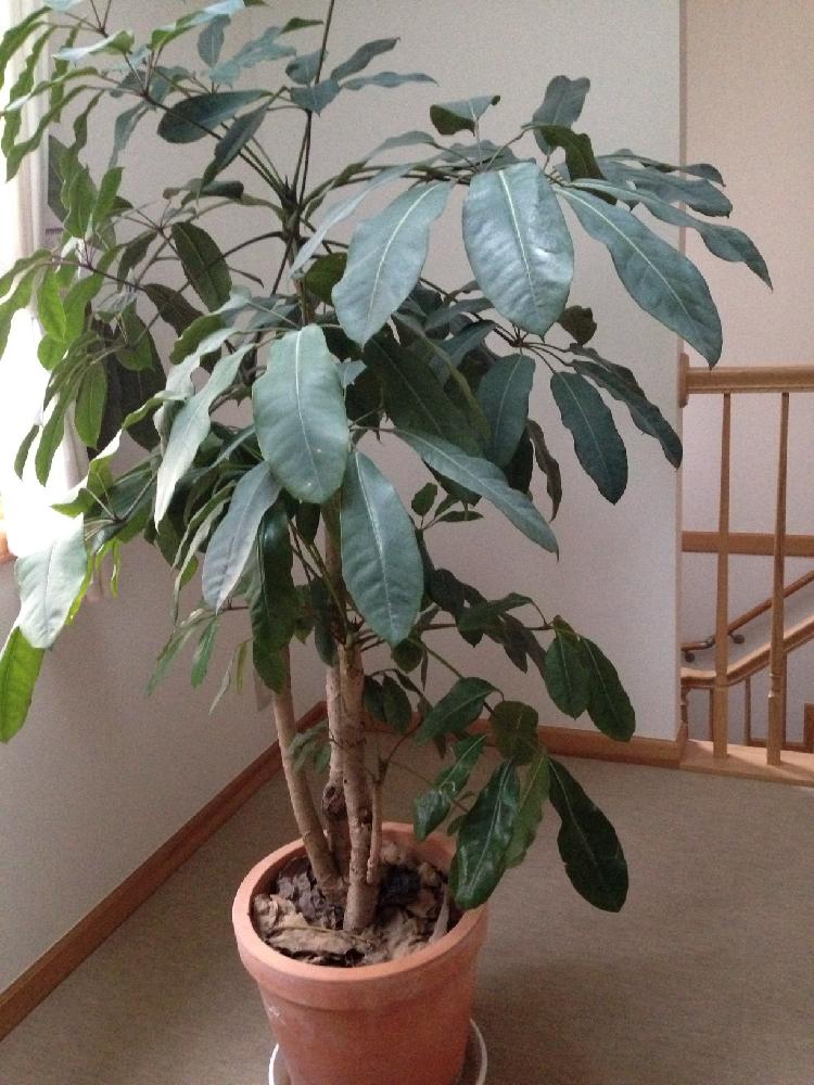 バッサイアの投稿画像 By ちーちゃさん 大きくなりましたと観葉植物 16月3月16日 Greensnap グリーンスナップ