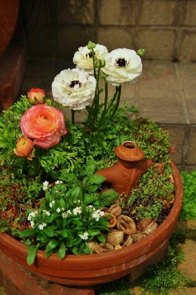 ラナンキュラスの投稿画像 By Haiziさん 勿忘草とオキザリス 桃の輝きとスカビオサと寄せ植えと鉢植えと球根 16月3月19日 Greensnap グリーンスナップ