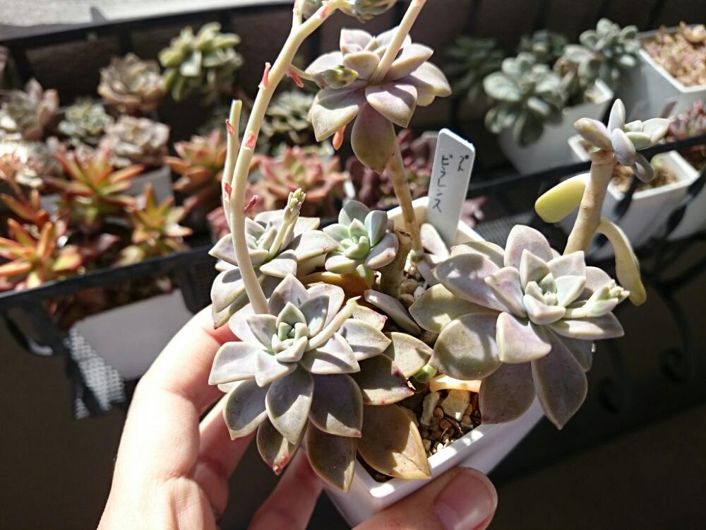 ビラレンスの投稿画像 By Meecoさん 花後と多肉植物とグラプトペダルム属 16月3月19日 Greensnap グリーンスナップ