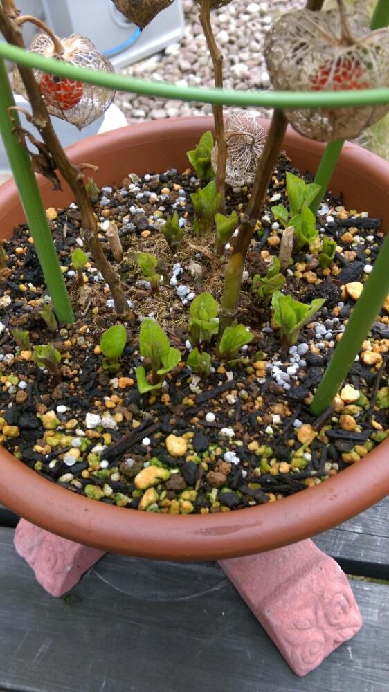 ホオズキの投稿画像 By Soyotakuさん おうちの植物と鉢植えと成長記録とガーデニングと春到来 16月3月日 Greensnap グリーンスナップ