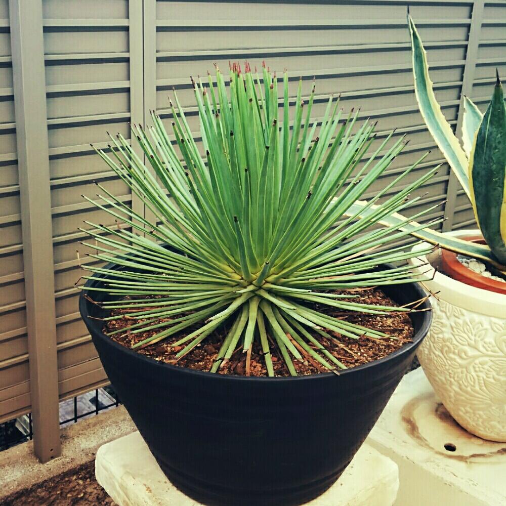 アガベ 吹き上げ ストリクタ