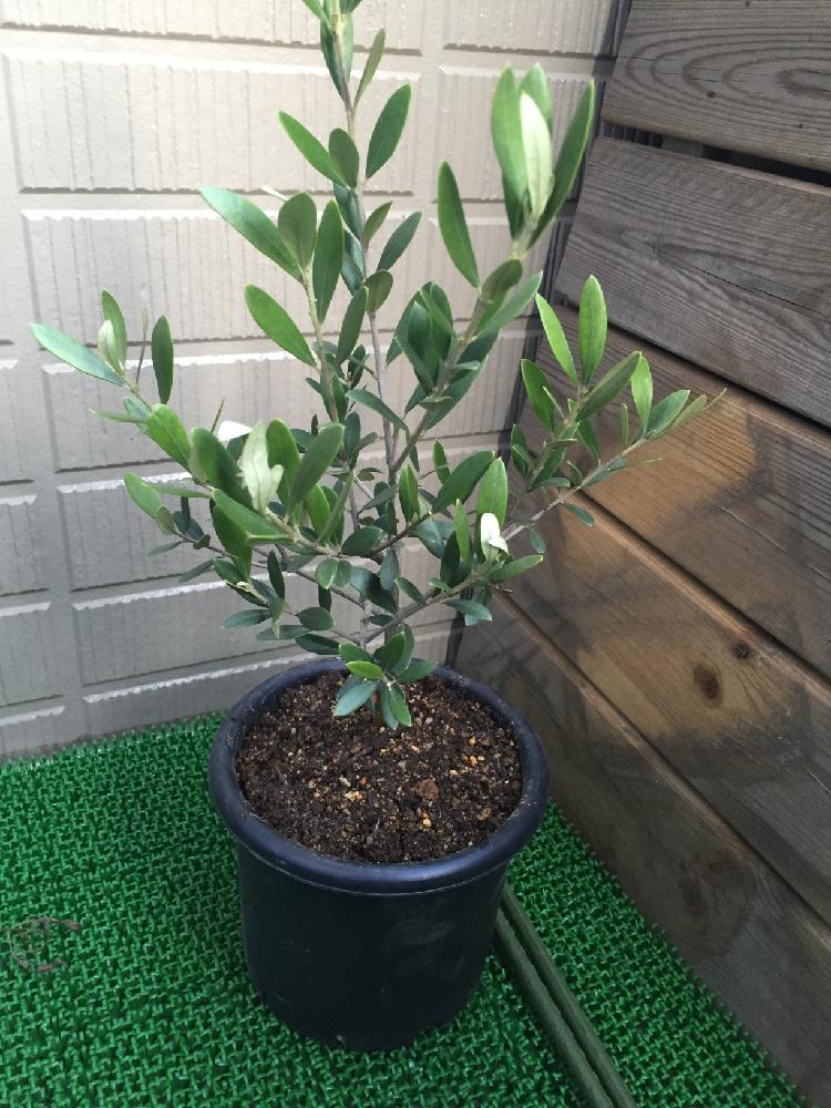 オリーブの投稿画像 By あぺさん 放置栽培とベランダとnew Menber 16月3月22日 Greensnap グリーンスナップ