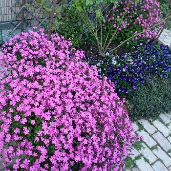 スパニッシュフラメンコの投稿画像一覧 Greensnap グリーンスナップ