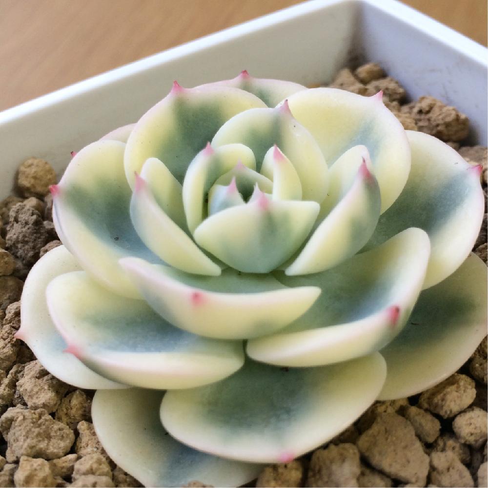 □キナル別注□ 50多肉植物ルノーディーン ルノーディーン 50苗4-6CM