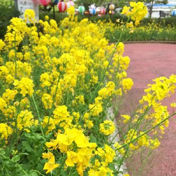 好きな香りの画像 by 花ママさん | お出かけ先と菜の花と春のお花と花祭りと好きな香りとボタニカルスポット2016春と黄色の花とかわいいな♡