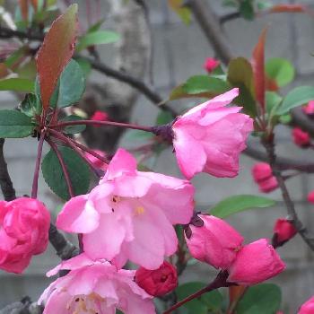 カイドウザクラの投稿画像一覧 Greensnap グリーンスナップ