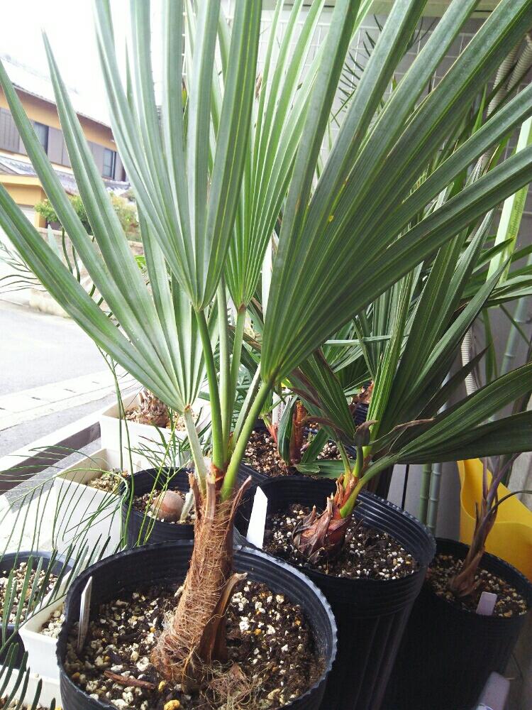 トリスリナックスカンペストリス 3ヘッド 植物 | igors.com.br