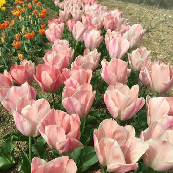 アンティークなチューリップの投稿画像一覧 Greensnap グリーンスナップ