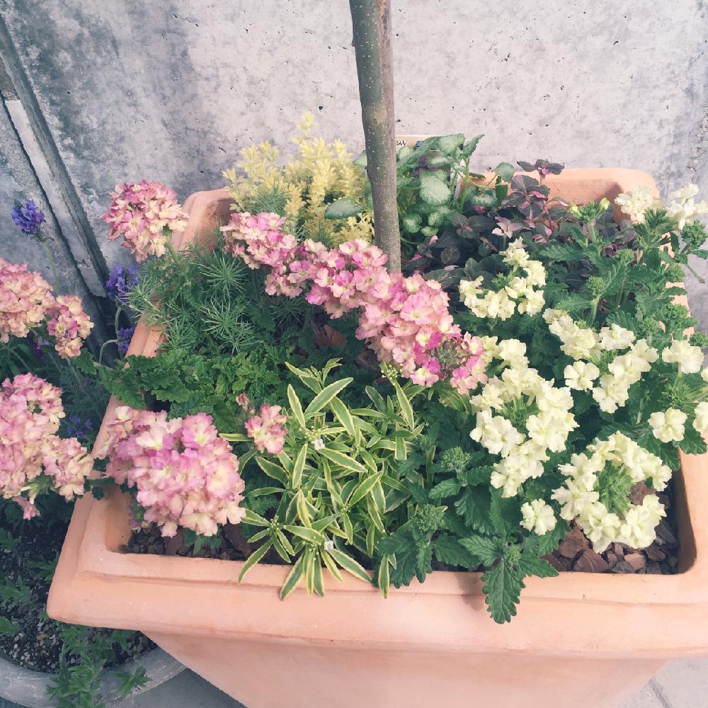 小さな庭の投稿画像 By Airin さん 春到来 とガーデニングと今日の一枚と癒し とロータス コットンキャンディーとロータスブリムストーンとリシマキアシューティングスターとスーパーアリッサム フロスティナイトとラミウム ホワイトナンシーと 小さな庭の投稿画像 By Airin さん 春到来 とガーデニングと今日の一枚と癒し とロータス コットンキャンディーとロータスブリムストーンとリシマキアシューティングスターとスーパーアリッサム フロスティナイトとラミウム ホワイトナンシーと