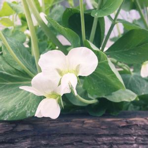 地植え,春野菜,広い庭の画像