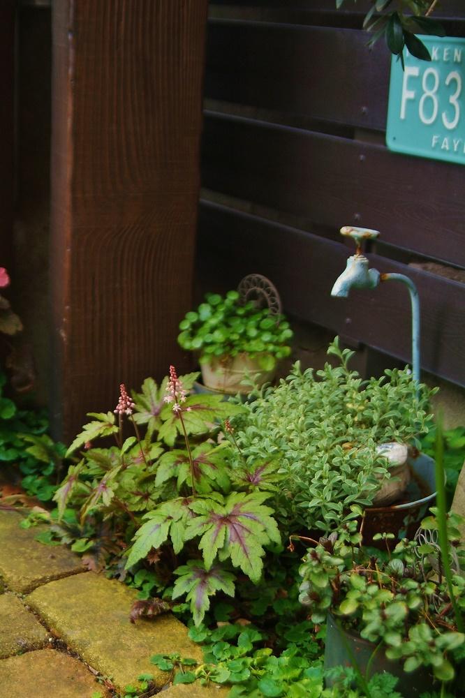 ティアレアの投稿画像 By Haiziさん シレネ ユニフローラとウォーターマッシュルームとブラックミントと小さな庭と花壇と咲いた と花壇と咲いた 16月4月6日 Greensnap グリーンスナップ Greensnap グリーンスナップ