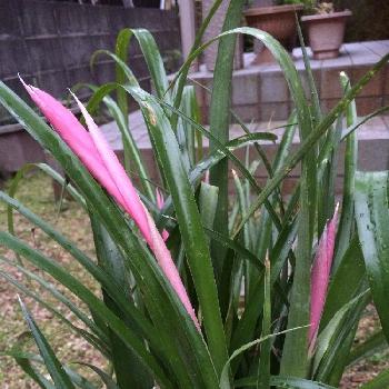 アナナスの仲間の投稿画像一覧 Greensnap グリーンスナップ