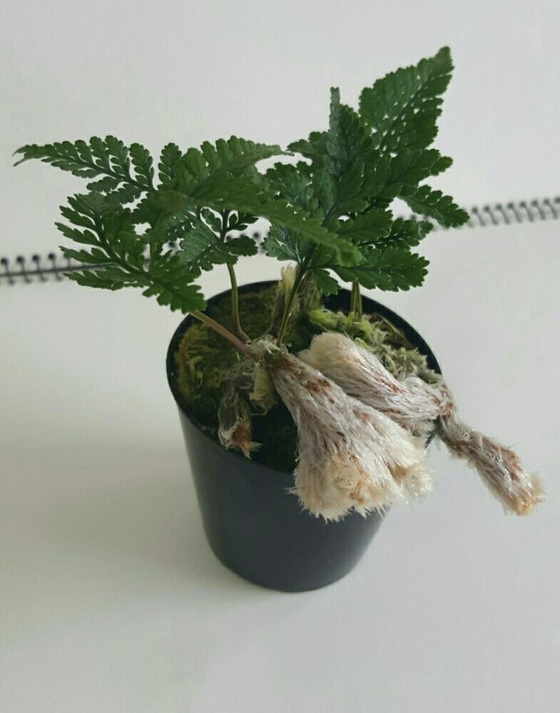 姫猫手常盤忍の投稿画像 By ビリさん トキワシノブ石化 猫の手と姫猫の手ときわしのぶとバルコニー ベランダとエンジョイボタニカルライフと緑交と古典園芸植物と喜晴園と山野草と珍奇植物と石化と矮性種と帯化とエンジョイボタニカルライフと緑交と古典園芸植物と喜晴園