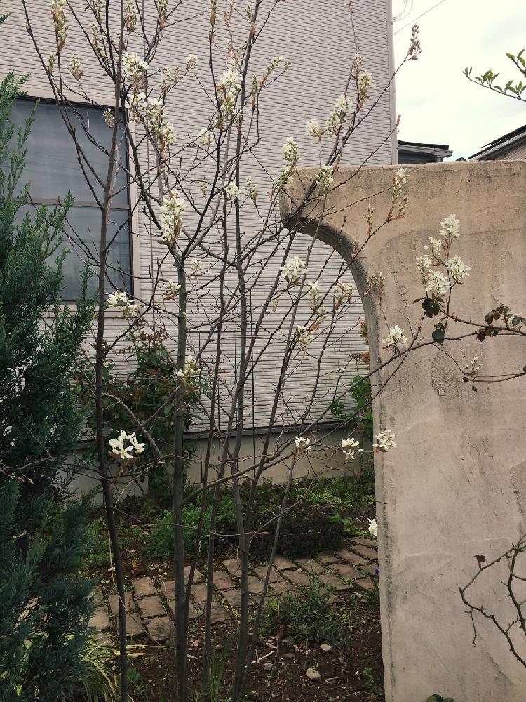 ジューンベリーの投稿画像 By R子さん シンボルツリーと放置栽培とナチュラルガーデンとガーデニングと花のある暮らしと咲いた 16月4月8日 Greensnap グリーンスナップ