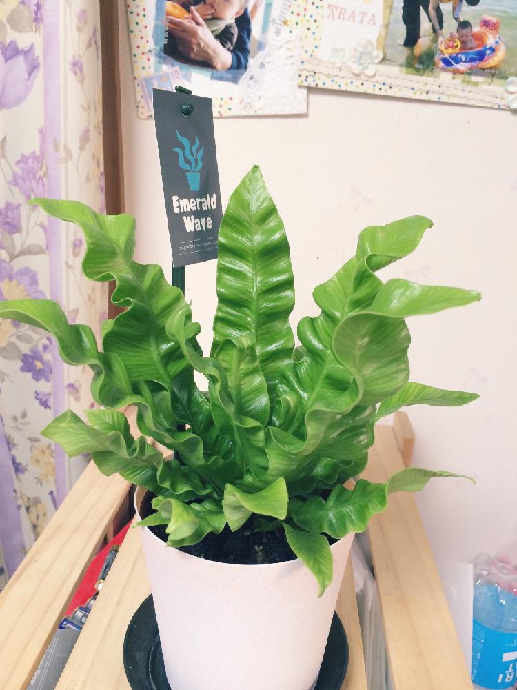 アスプレニウム エメラルドウェーブの投稿画像 By ヤスさん アスプレニウムと寝室 16月4月10日 Greensnap グリーンスナップ Greensnap グリーンスナップ