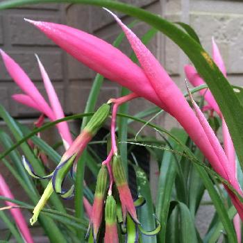 アナナスの仲間の投稿画像一覧 Greensnap グリーンスナップ