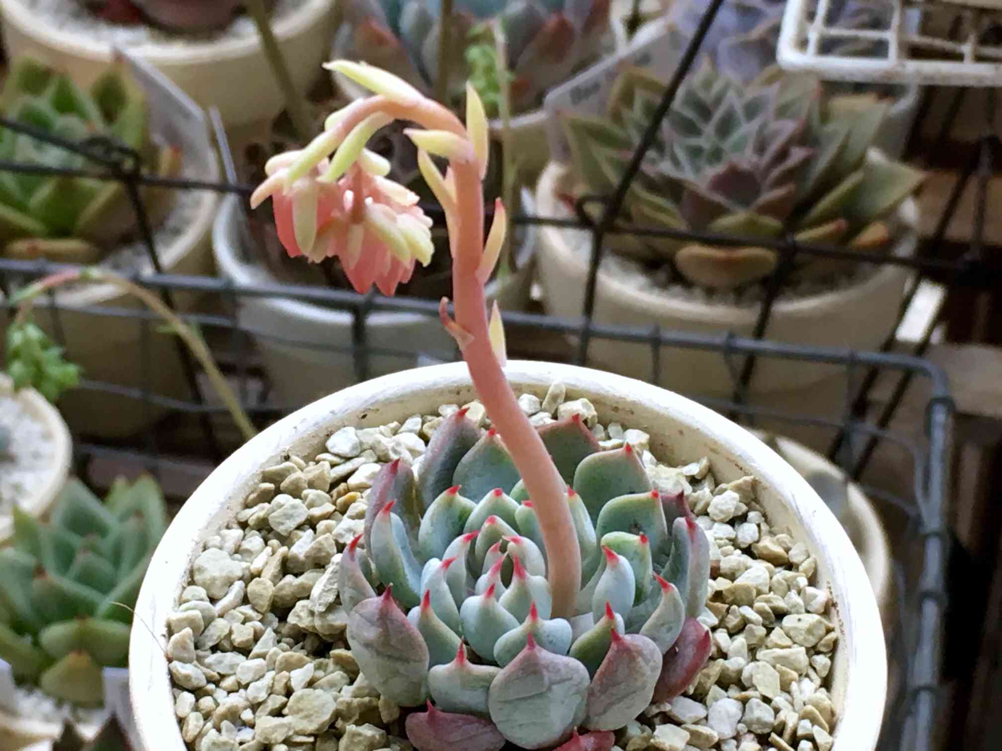 ザラゴーサ sp ノバの一覧｜🍀GreenSnap（グリーンスナップ）