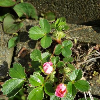 花いちごの投稿画像一覧 Greensnap グリーンスナップ