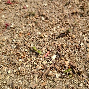 アタリヤの画像 by m-megさん | 小さな庭と2016 春まきと切り花用 ワイルドフラワーガーデンとタネと発芽！とアタリヤ