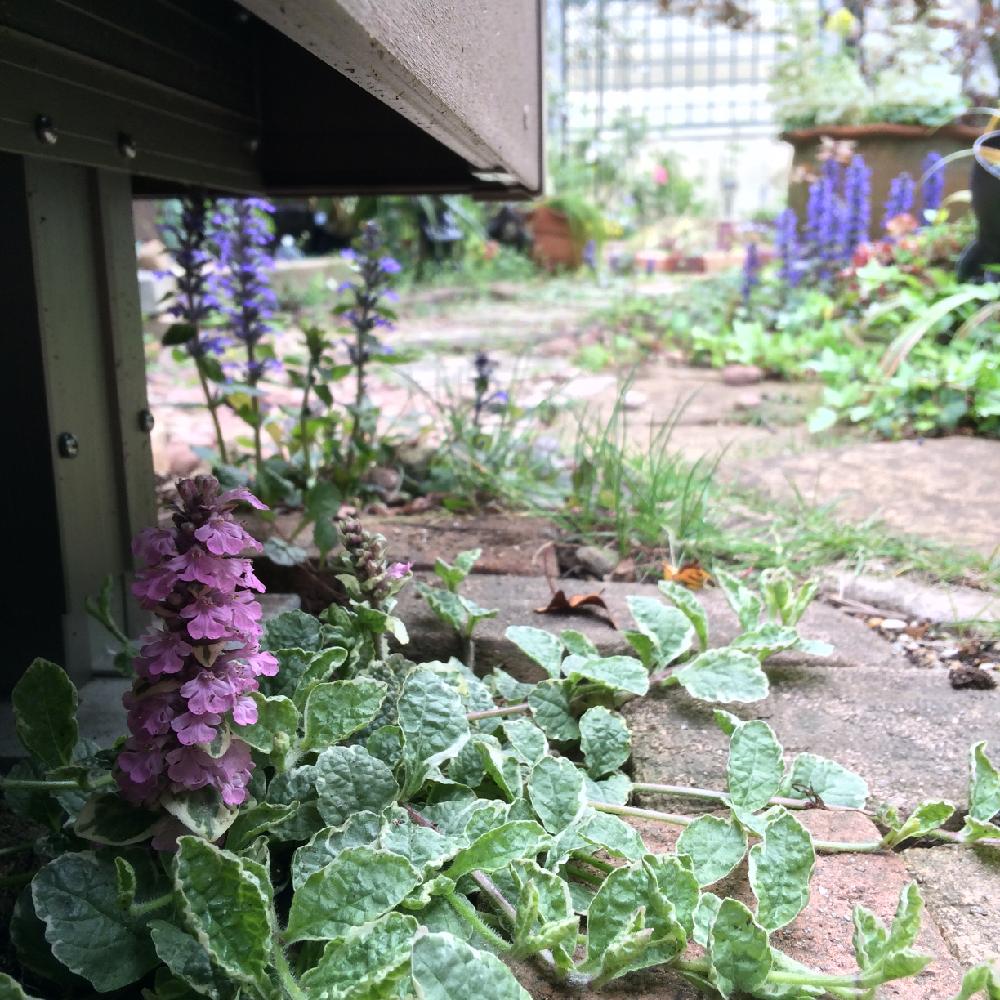 アジュガ ピンクライトニングの投稿画像 By Amiさん ガーデニングと植物のある暮らしと手作りの庭と花のある暮らしとami S Gardenとami Sアジュガ 16月4月18日 Greensnap グリーンスナップ