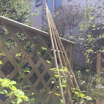オリーブ オリーブの画像 by rupuさん | 小さな庭とハナミズキとブラックベリーとオリーブ オリーブとガーデニング