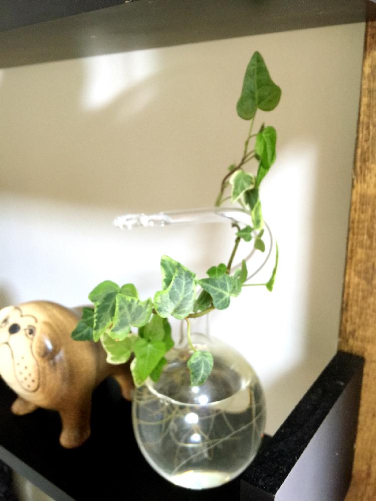 アイビーの投稿画像 By Ryutoman55さん 棚と丸底フラスコと観葉植物と丸底フラスコと観葉植物 16月4月日 Greensnap グリーンスナップ Greensnap グリーンスナップ