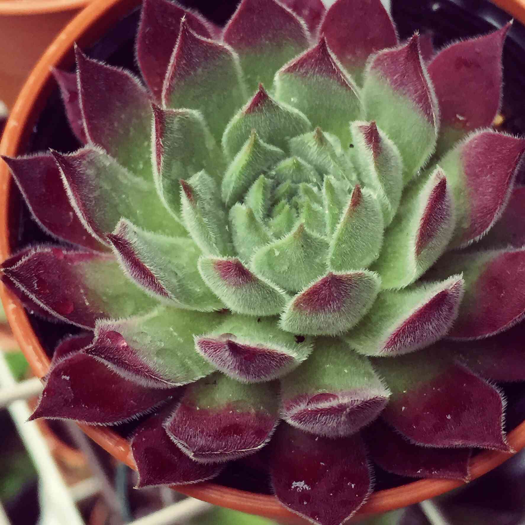 センペル 新星の一覧｜🍀GreenSnap（グリーンスナップ）