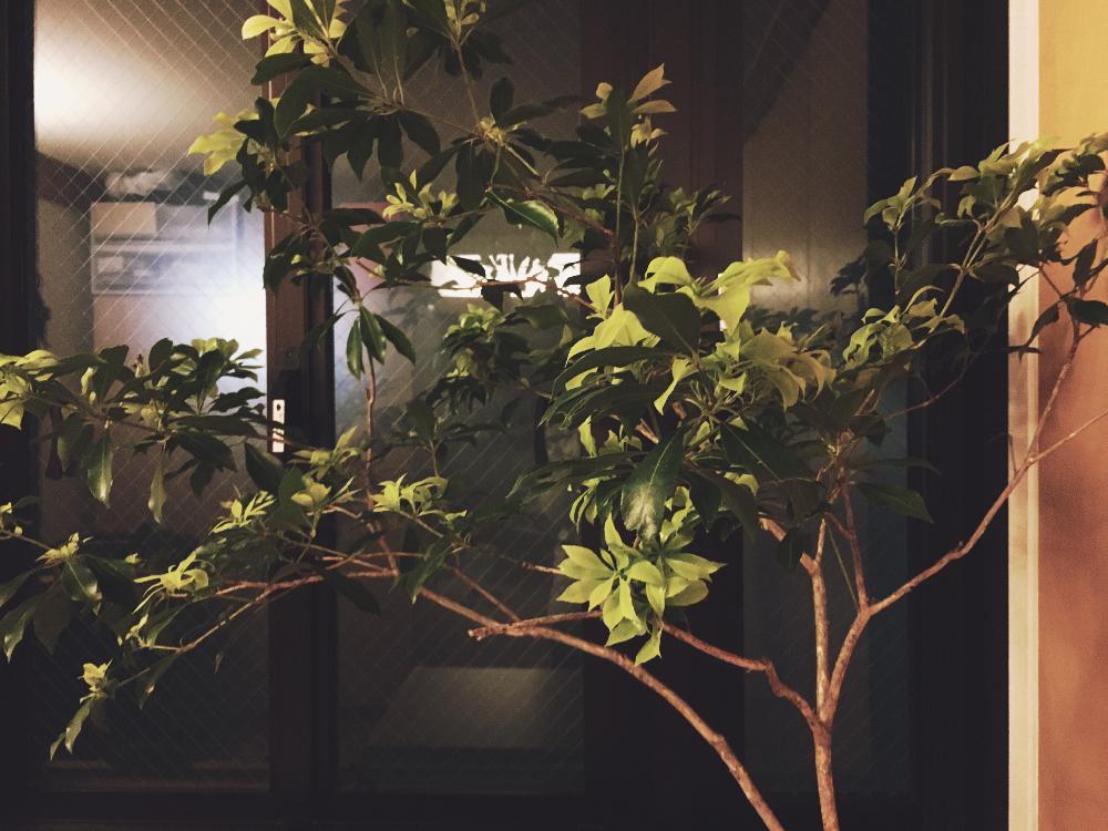 アセビの投稿画像 By Halさん 枝ものとナチュラルスタイル 16月4月25日 Greensnap グリーンスナップ