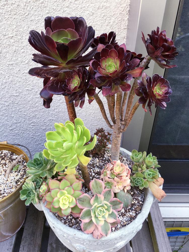 大きな黒法師（多肉植物）プランター② 大きな黒法師（多肉植物）プランター②