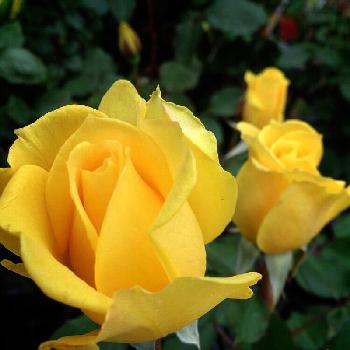 バラ ヘンリーフォンダの投稿画像一覧 Greensnap グリーンスナップ