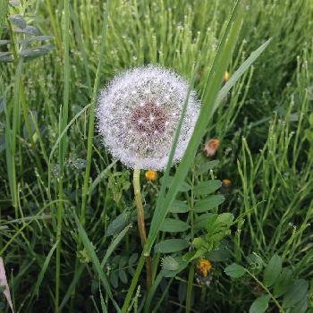 たんぽぽの綿帽子の投稿画像一覧 Greensnap グリーンスナップ