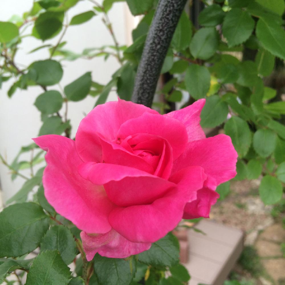 つるバラ パレードの投稿画像 By Amiさん パレードとガーデン記録と植物のある暮らしと手作りの庭と四季咲き 大輪 クライミングローズとガーデニングと花のある暮らしとami S Gardenとami S Rose 16月4月27日 Greensnap グリーンスナップ