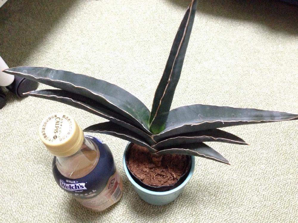 サンスベリア ロブスタブルーの投稿画像 By 氷麗さん サンスベリア ロブスタと放置栽培と多肉植物とサンスベリア属 16月4月27日 Greensnap グリーンスナップ