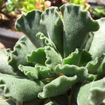 楊貴妃の扇の投稿画像一覧 Greensnap グリーンスナップ