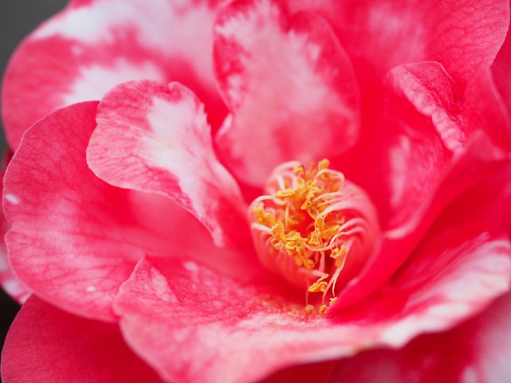 ツバキ 正義の投稿画像 By Tenさん ツバキと職場と花自慢と成長記録と花言葉と椿コンテスト 16月4月30日 Greensnap グリーンスナップ