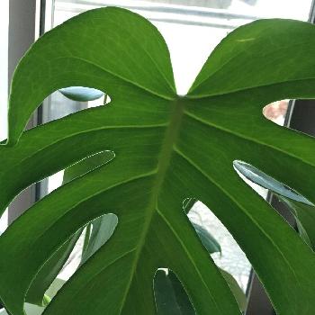 ボタニカルスポット2016春の画像 by hmさん | 窓辺とモンステラと初心者ですと観葉植物とボタニカルスポット2016春と今日の一枚と成長記録とインテリアグリーン