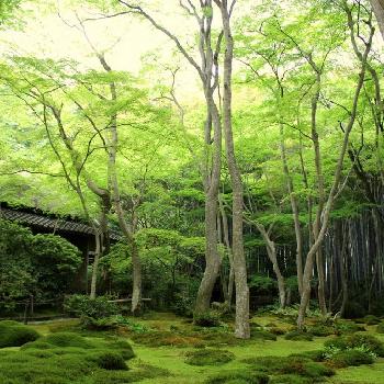 ボタニカルスポット2016春の画像 by mayumamaさん | お出かけ先とボタニカルスポット2016春と春到来！と苔と日本の伝統