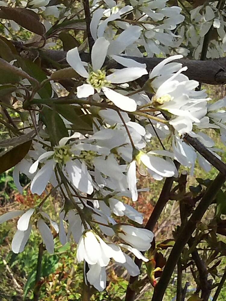 ジューンベリーの投稿画像 By Sanpoさん 成長記録と咲いた 16月5月1日 Greensnap グリーンスナップ