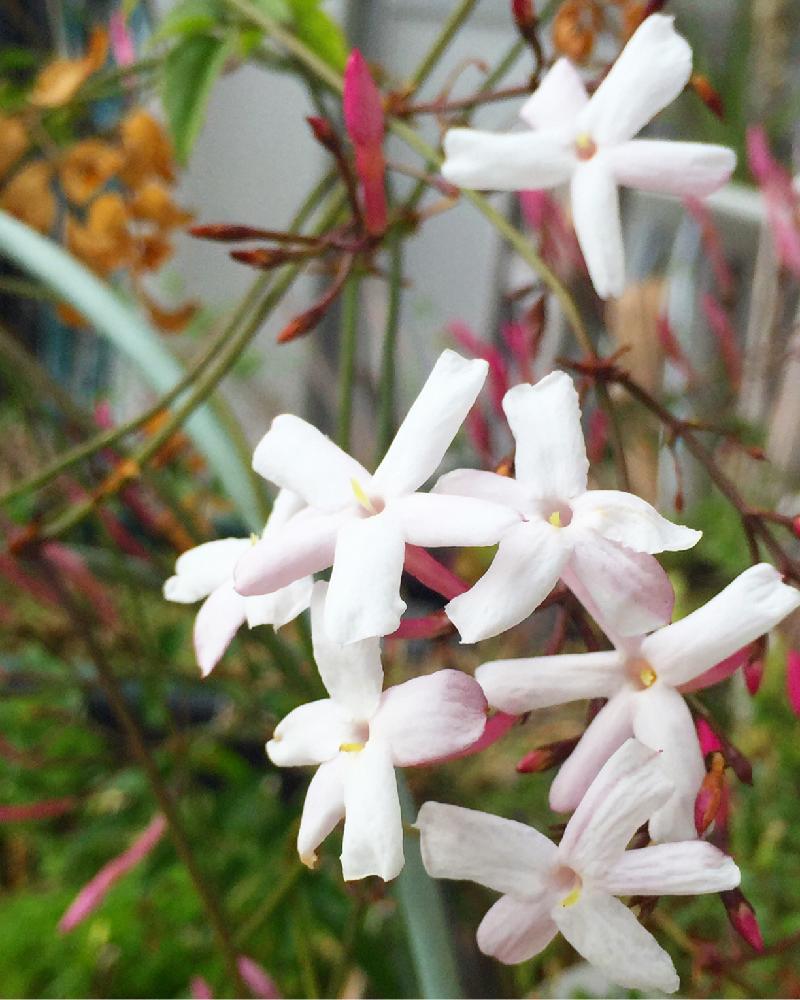 ハゴロモジャスミンの投稿画像 By 花ママさん 癒しのにおいと癒される といい香りと白い花とかわいいな と咲いた 16月5月2日 Greensnap グリーンスナップ