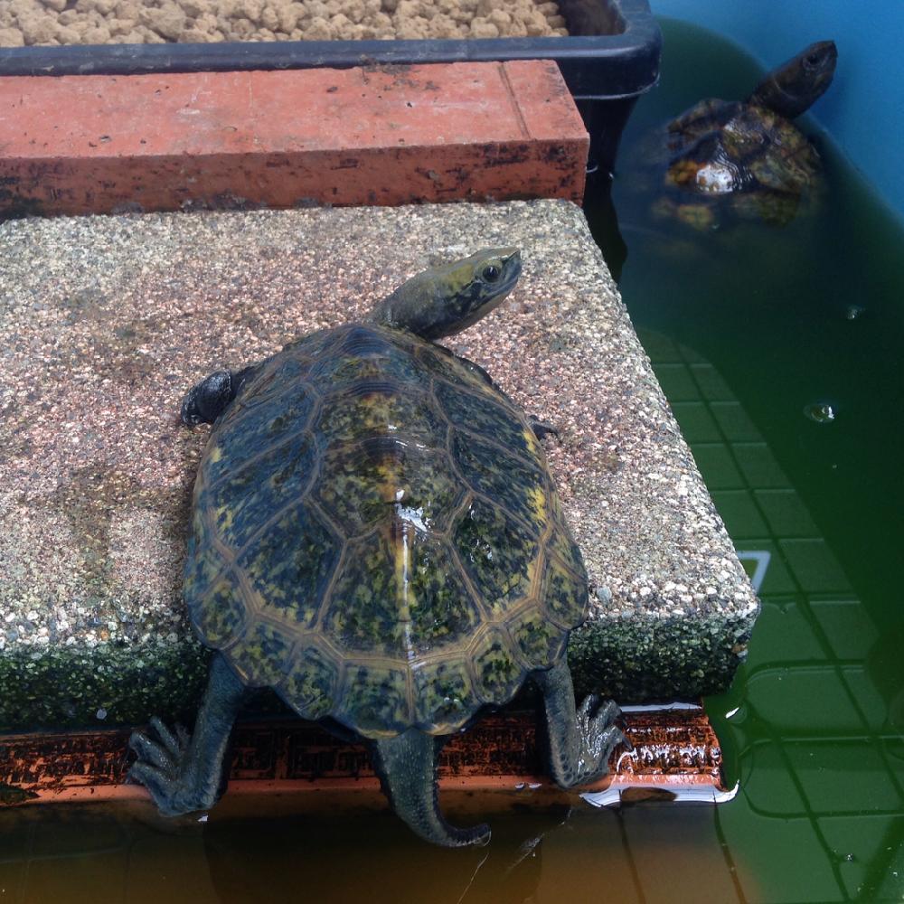 バルコニー ベランダの投稿画像 By ハチクロさん 日本石亀と今日の一枚と甲羅干しと日本石亀と今日の一枚と甲羅干し 16月5月3日 Greensnap グリーンスナップ Greensnap グリーンスナップ バルコニー ベランダの投稿画像 By ハチクロさん 日本石亀と今日の一枚と甲羅干しと日本石亀と今日の一枚と甲羅干し 16月5月3日 Greensnap グリーンスナップ Greensnap グリーンスナップ