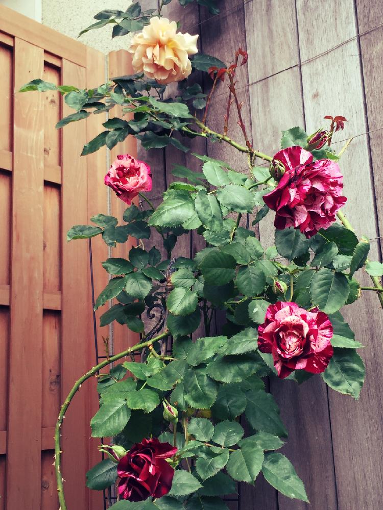 バラ ニューイマジン Dor の投稿画像 By Spring Has Comeさん つるバラ ジュリア と薔薇とバラ とマイ コレクションとナチュラルスタイルとガーデニングと花のある暮らしとロザリアンとバラを楽しむと自慢のバラコンテストと薔薇コンテスト 16月5月3日