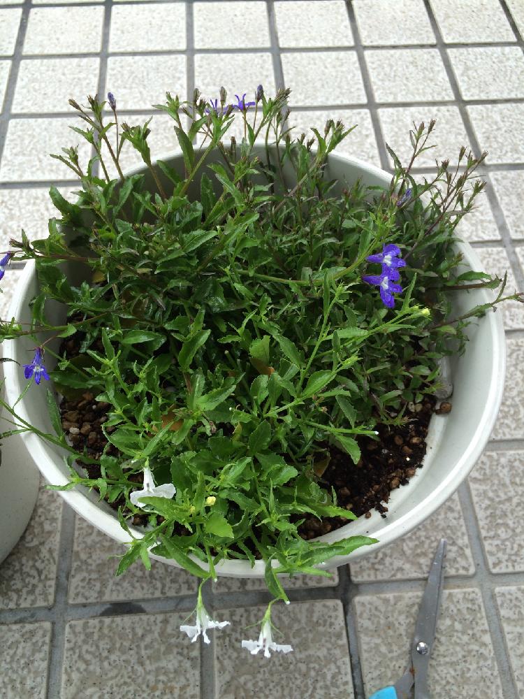 アズーロ コンパクトの投稿画像 By 小鶴さん 職場の花壇と育成記録 16月5月3日 Greensnap グリーンスナップ