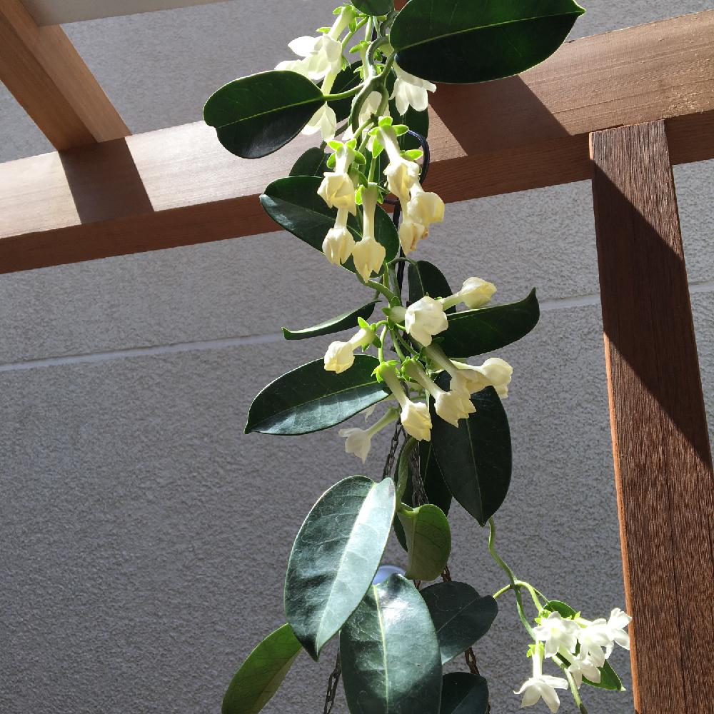 マダガスカルジャスミンの投稿画像 By Reycaさん マダガスカル ジャスミンと今日の一枚とハンキング 16月5月5日 Greensnap グリーンスナップ